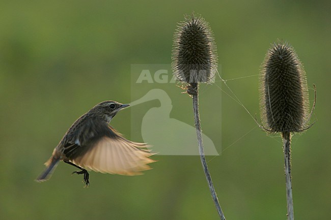 Vrouwtje Roodborsttapuit in de vlucht; Femlae European Stonechat in flight stock-image by Agami/Menno van Duijn,