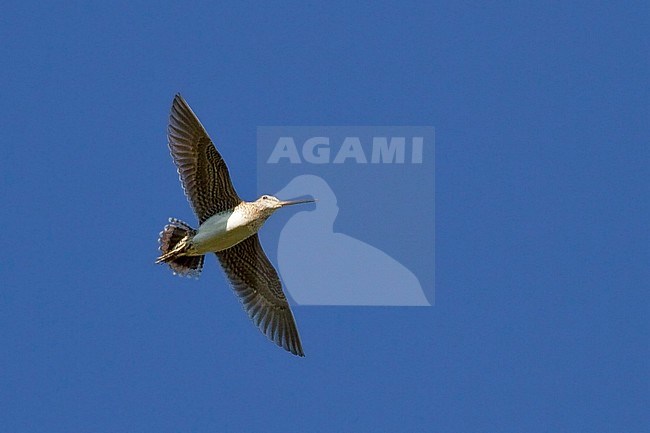 Baltsende Amerikaanse Watersnip, Displaying Wilson's Snipe stock-image by Agami/Glenn Bartley,