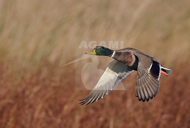 Mannetje Wilde Eend in de vlucht; Drake Mallard in flight stock-image by Agami/Markus Varesvuo,