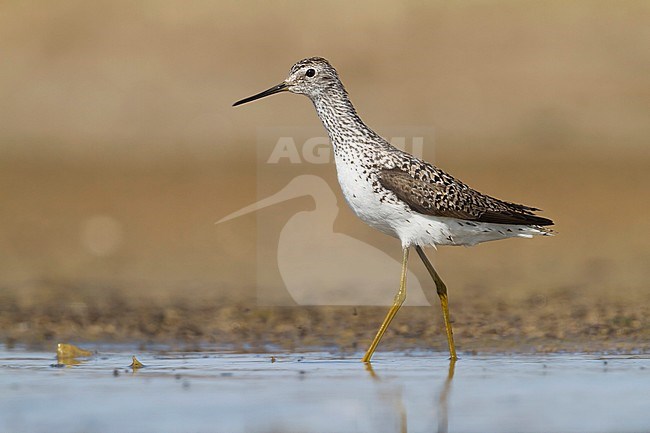 Marsh Sandpiper - TeichwasserlÃ¤ufer - Tringa stagnatilis, Kazakhstan, adult, breeding plumage stock-image by Agami/Ralph Martin,