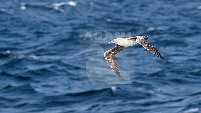 Immature 2nd-cycle Atlantic Red-footed Booby flying over the channel between Raso and Sao Nicolau, Cape Verde. June 2018. stock-image by Agami/Vincent Legrand,