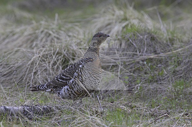 Capercaillie female standing; Auerhoen vrouw staand stock-image by Agami/Jari Peltomäki,