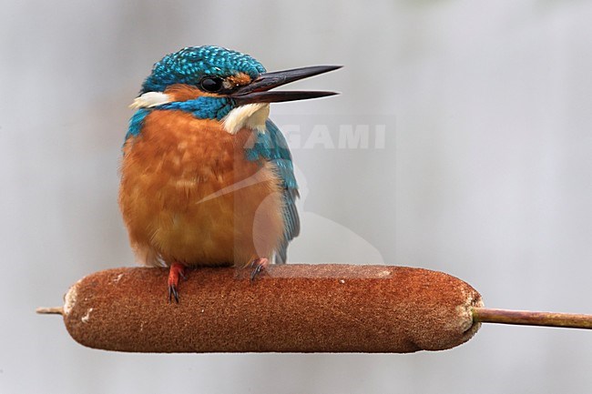 Mannetje IJsvogel zittend op sigaar; Male Common Kingfisher perched on Bulrush stock-image by Agami/Daniele Occhiato,