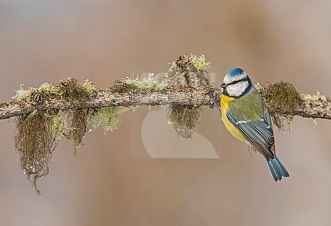 Pimpelmees, Blue Tit stock-image by Agami/Alain Ghignone,