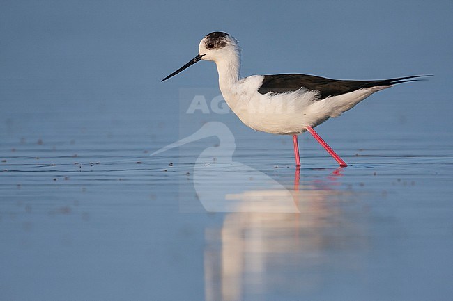 Black-winged Stilt - Stelzenläufer - Himantopus himantopus ssp. himantopus, Spain (Mallorca), adult female stock-image by Agami/Ralph Martin,