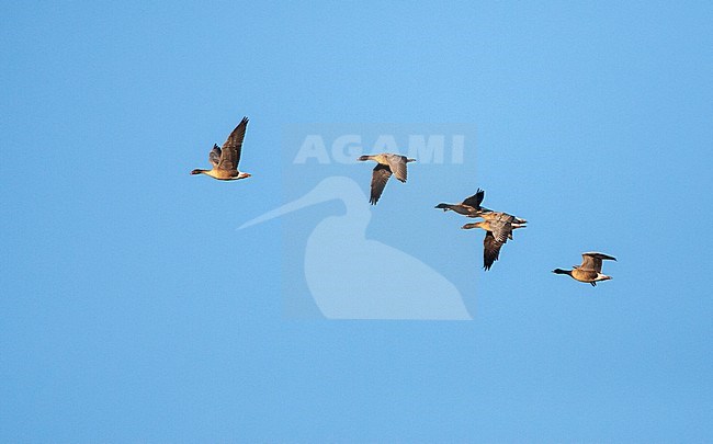 Flock of Pink-footed Geese, Anser brachyrhynchos, in Norfolk, England. stock-image by Agami/Marc Guyt,
