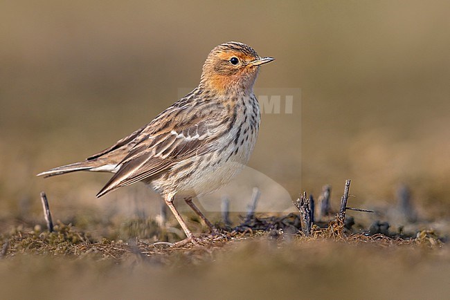 Summer plumaged Red-throated Pipit (Anthus cervinus) in Italy. stock-image by Agami/Daniele Occhiato,