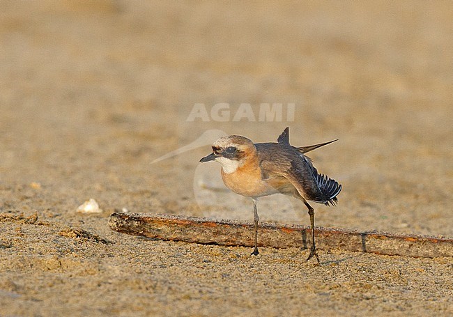 Adult male Lesser Sand Plover (Charadrius atrifrons) standing on a beach in Israel during summer. Rare vagrant to this country. stock-image by Agami/Yoav Perlman,