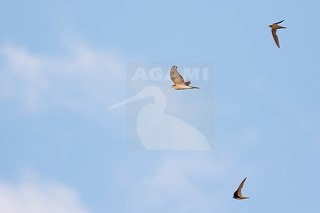 Alpine Swift - Alpensegler - Tachymarptis melba ssp. melba, Germany, adult stock-image by Agami/Ralph Martin,