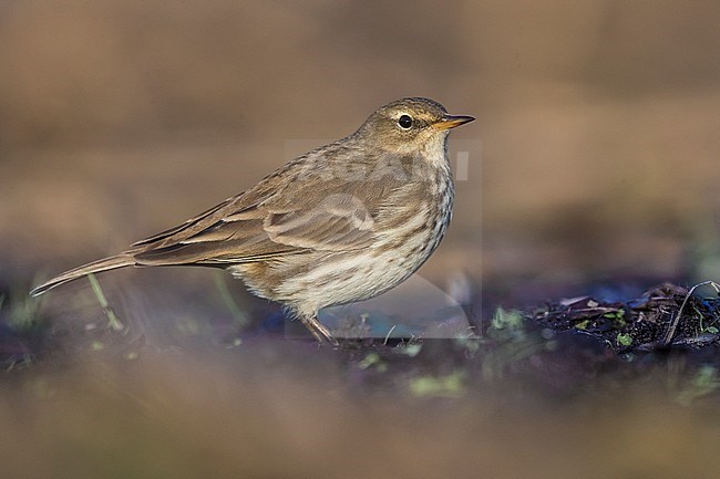 Water Pipit (Anthus spinoletta spinoletta) perched stock-image by Agami/Daniele Occhiato,