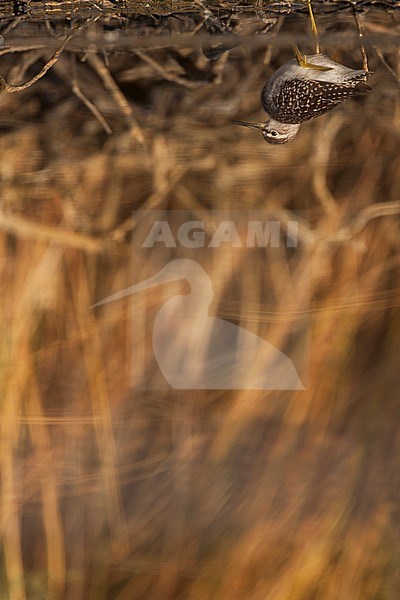 First-winter Wood Sandpiper (Tringa glareola) during autumn migration in Greece. stock-image by Agami/Ralph Martin,