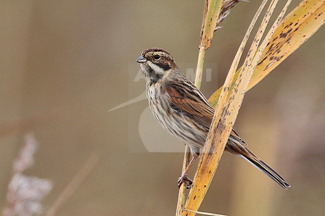 Volwassen vrouwtje Rietgors, Adult female Reed Bunting stock-image by Agami/Karel Mauer,