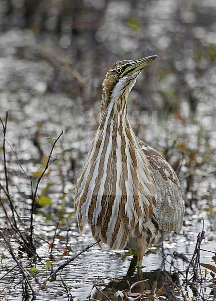 An American Bittern (Botaurus lentiginosus) standing in shallow water at Cape May, New Jersey in USA. stock-image by Agami/Helge Sorensen,
