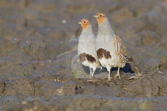 Grey Partridge, Perdix perdix family flock at agriculture field created for birds. Pair standing on plowed field. Looking alert frontal view. stock-image by Agami/Menno van Duijn,