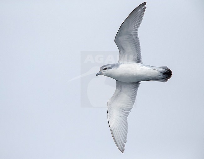 Fulmar Prion (Pachyptila crassirostris) in flight over the southern pacific ocean of subantarctic New Zealand. Seen from below, showing under wings. stock-image by Agami/Marc Guyt,
