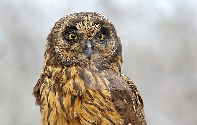 Galapagos Short-eared Owl (Asio flammeus galapagoensis) on the Galapagos islands, Ecuador. stock-image by Agami/Dani Lopez-Velasco,