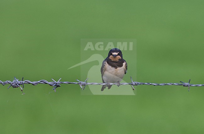 Boerenzwaluw zittend; Barn Swallow perched stock-image by Agami/Arnold Meijer,