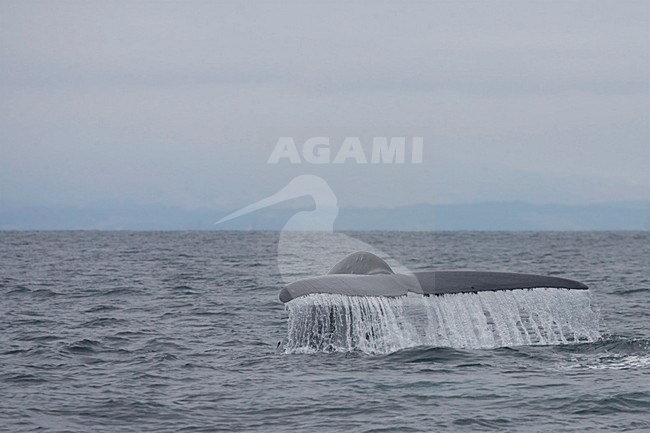 Staart van Blauwe Vinvis; Tail of Blue Whale stock-image by Agami/Martijn Verdoes,