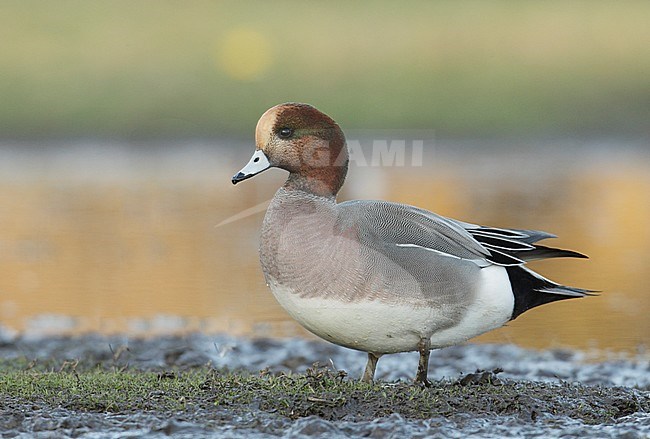 Kruising Smient x Amerikaanse Smient, Hybrid Eurasian Wigeon x American Wigeon stock-image by Agami/Mike Danzenbaker,