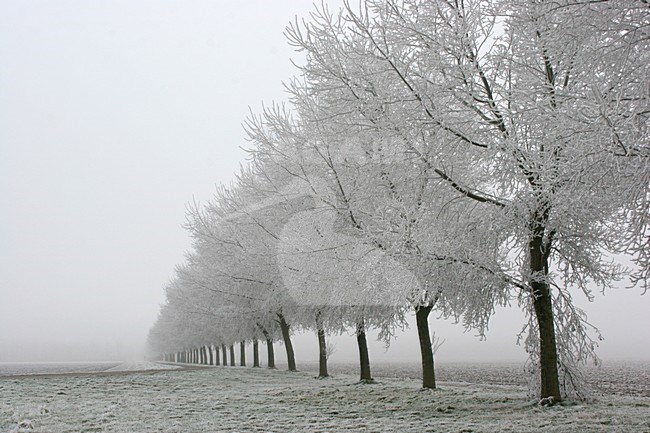 Pampushout Almere Netherlands covered in hoar-frost; Pampushout Almere Nederland gehuld in rijp stock-image by Agami/Karel Mauer,