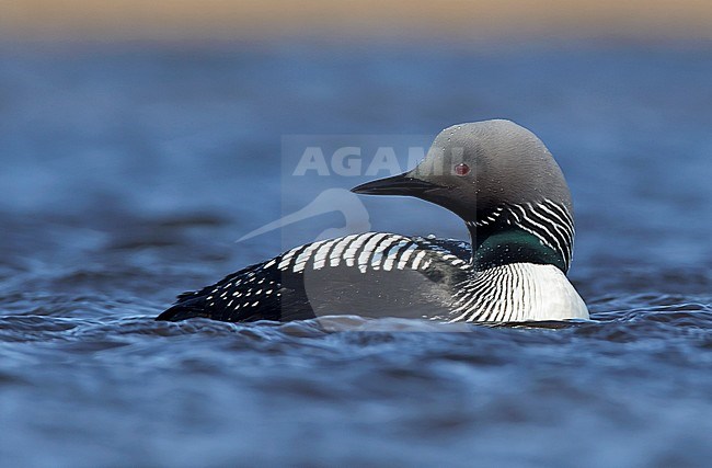 Adult breeding 
Barrow, AK
June 2010 stock-image by Agami/Brian E Small,