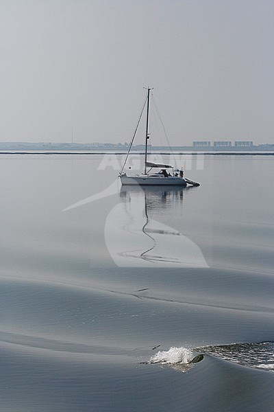 Sailing boat at Lauwersoog, Wadden Sea, Netherlands stock-image by Agami/Bas Haasnoot,
