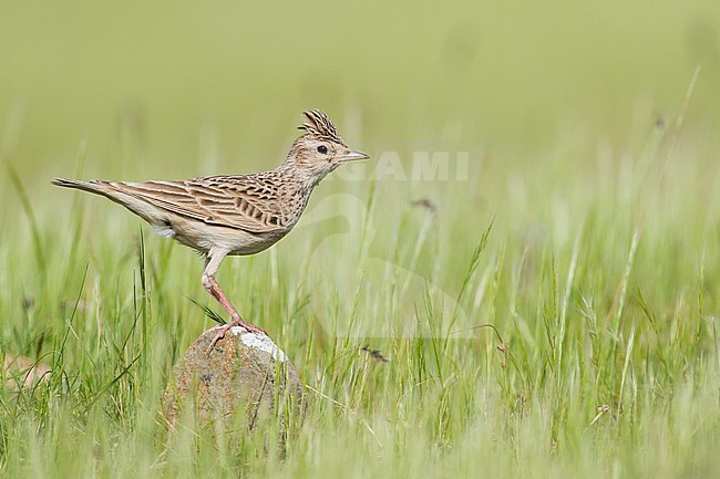 Adult Oriental Skylark (Alauda gulgula inconspicua), in breeding habitat in Tajikistan. Perched on a small rock in the tall green grass. stock-image by Agami/Ralph Martin,