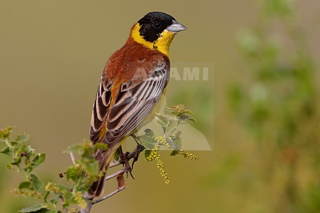 Zwartkopgors man; Black-headed Bunting male stock-image by Agami/Daniele Occhiato,