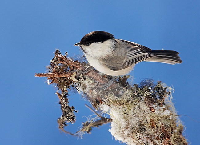 Matkop in de sneeuw; Willow Tit in the snow stock-image by Agami/Markus Varesvuo,