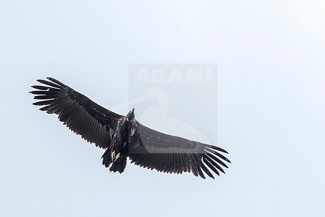 Cinereous Vulture (Aegypius monachus), Russia (Baikal), 2nd cy in flight, seen from below. stock-image by Agami/Ralph Martin,