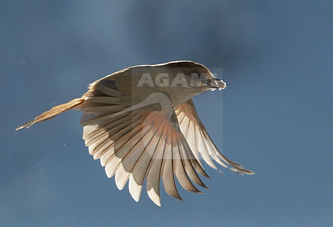 Vliegende Taigagaai met voedsel, Flying Siberian Jay with food stock-image by Agami/Markus Varesvuo,