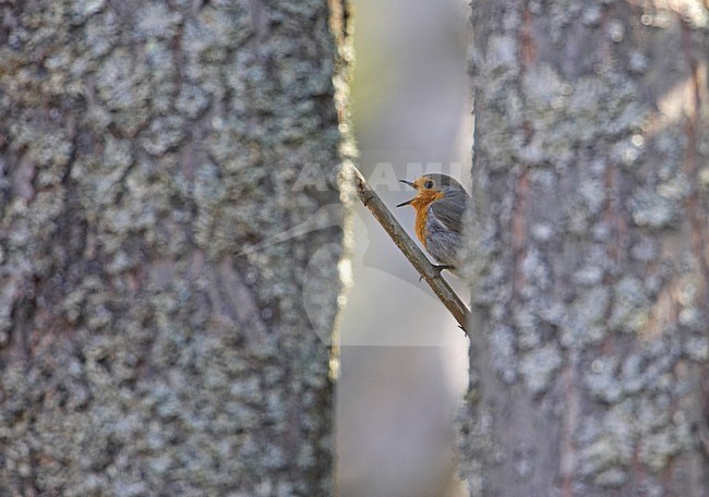 European Robin perched on a branch; Roodborst zittend op een tak stock-image by Agami/Markus Varesvuo,