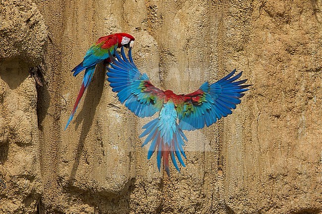 Birds of Peru, two Red-and-green Macaws stock-image by Agami/Dubi Shapiro,