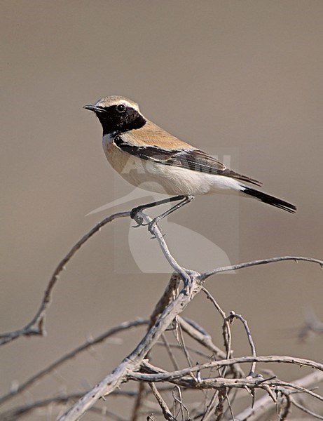 Desert Wheatear male perched on a branch; Woestijntapuit man zittend op een tak stock-image by Agami/Markus Varesvuo,