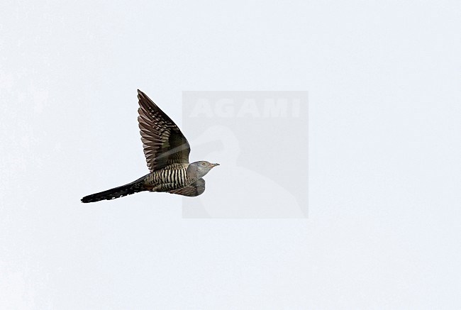 Adult female Oriental Cuckoo (Cuculus optatus) flying overhead in Mongolia. stock-image by Agami/Mathias Putze,