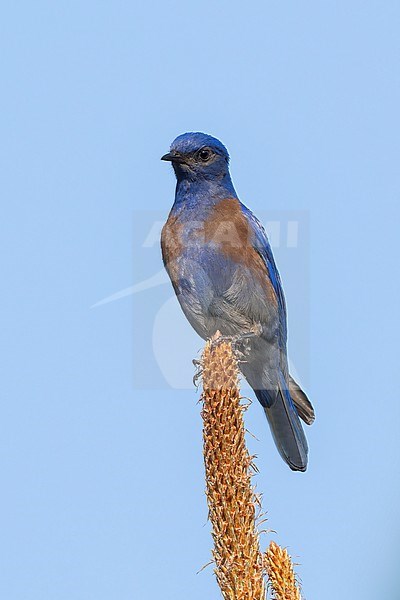 Adult male
Coahuila, Mexico
May 2022 stock-image by Agami/Brian E Small,