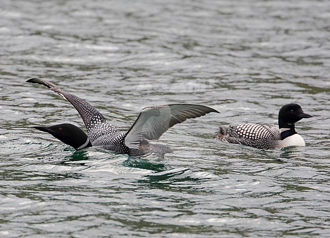 Great Northern Loon adult swimming; IJsduiker volwassen zwemmend stock-image by Agami/Markus Varesvuo,