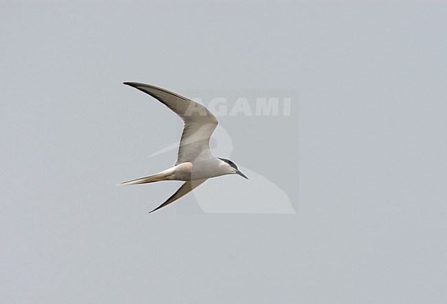 Vliegende Visdief (ssp Longipennis), Common Tern (ssp Longipennis) in flight stock-image by Agami/Roy de Haas,