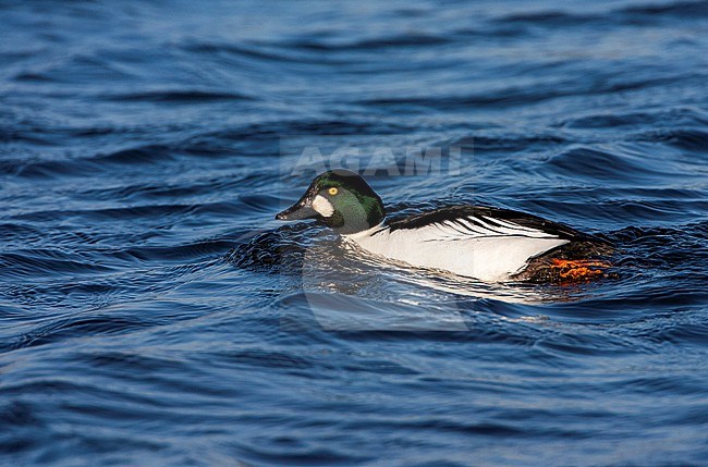 Wintering Common Goldeneye, Bucephala clangula, swimming at Starrevaart, Netherlands. stock-image by Agami/Marc Guyt,