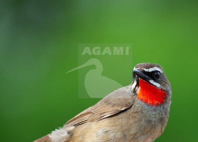 Siberian rubythroat in captivity stock-image by Agami/Roy de Haas,