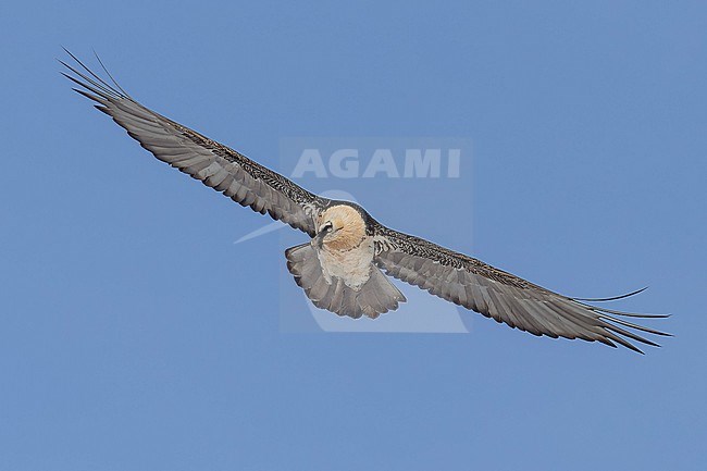 Adult  Bearded Vulture (Gypaetus barbatus) flying against blue sky  in the swiss alps. stock-image by Agami/Marcel Burkhardt,