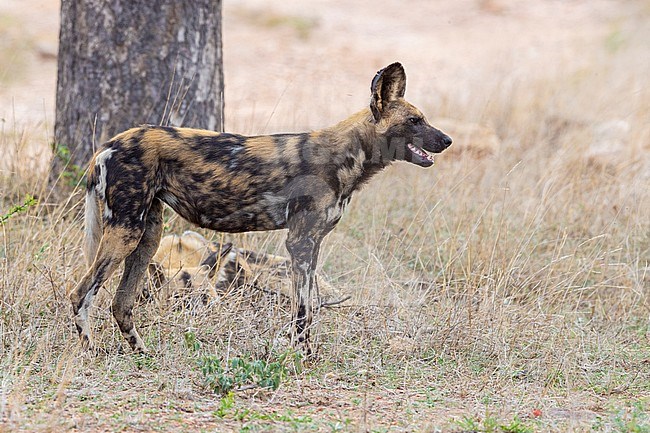 Wild Dog (Lycaon pictus), side view of an adult female, Mpumalanga, South Africa stock-image by Agami/Saverio Gatto,