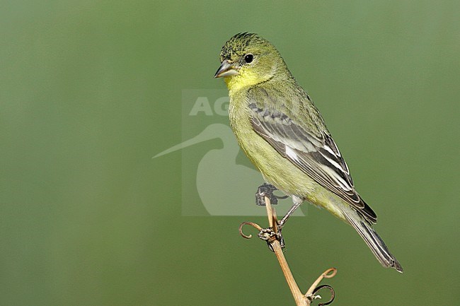 Adult male non-breeding
Kern Co., CA
March 2005 stock-image by Agami/Brian E Small,