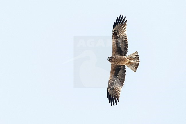 Dark phase Booted Eagle (Hieraaetus pennatus) on migration over Eilat Mountains, Eilat, Israel stock-image by Agami/Marc Guyt,