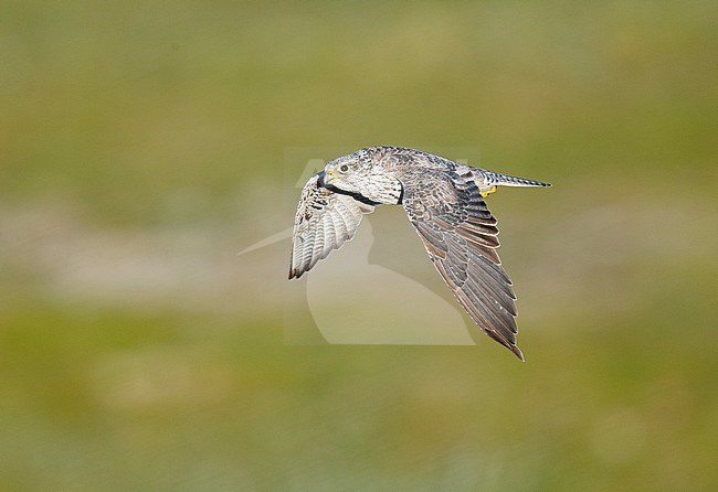 Second calendar year Gyrfalcon (Falco rusticolus) in flight during summer in arctic Norway. Showing upper wing pattern. stock-image by Agami/Dick Forsman,