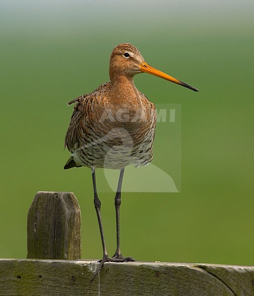 Grutto staand op een hek; Black-tailed Godwit standing on a fench stock-image by Agami/Hans Gebuis,