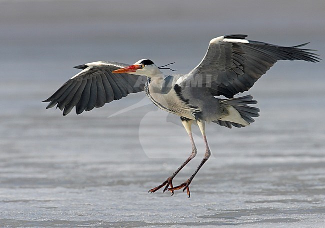 Grey Heron adult flying; Blauwe Reiger volwassen vliegend stock-image by Agami/Markus Varesvuo,