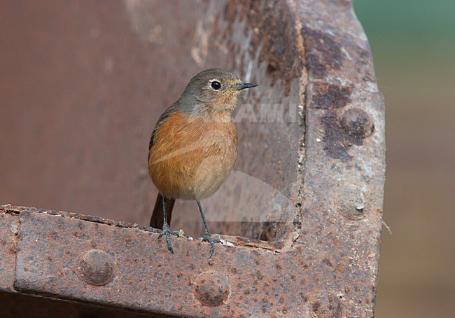 Vrouwtje Diadeemroodstaart zittend op oud verroest ijzeren werktuig. Female Moussier's Redstart sitting on old rusty iron machinery stock-image by Agami/Ran Schols,