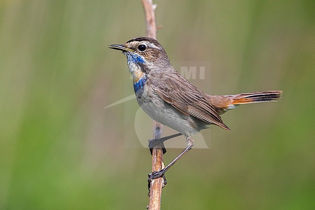 Red-spotted Bluethroat, Roodgesterde Blauwborst stock-image by Agami/Daniele Occhiato,