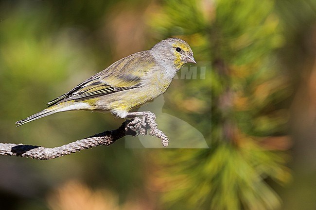 Adult female Citril Finch (Carduelis citrinella) perched on pine twig in Switzerland. stock-image by Agami/Ralph Martin,